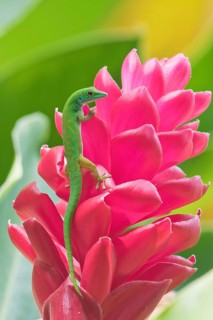 Small day gecko