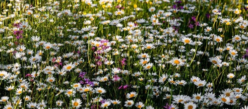 Sea of blossoms