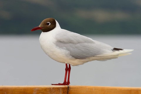 Black-headed gull