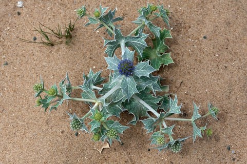 Blooming beach thistle