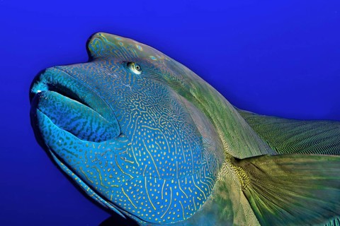Napoleon fish