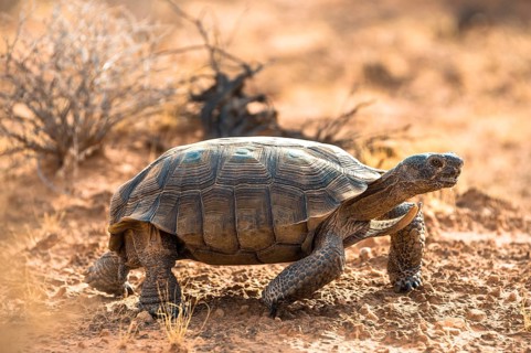 Agassiz's desert tortoise