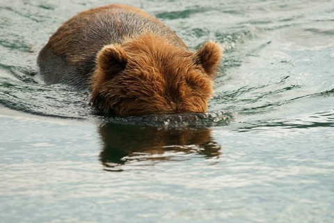 Brown bear