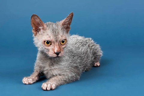 Werewolf cat
