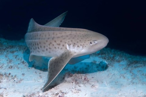 Zebra shark