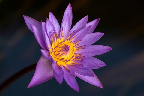 Blue lotus