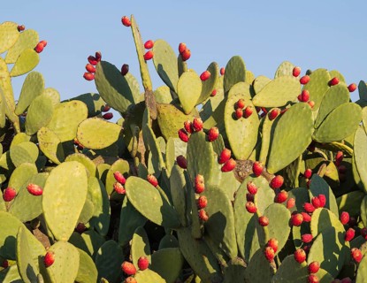 Prickly pear