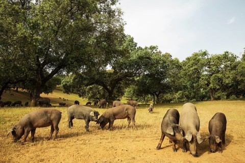 Grazing black Iberian pigs under holm oaks