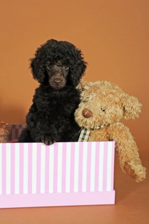 Miniature poodle