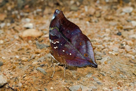 Common Yeoman