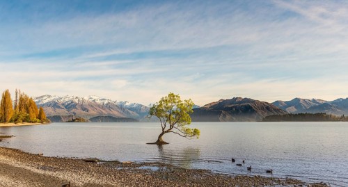 Single tree standing in water