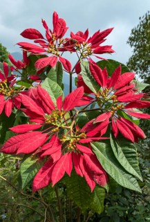 Poinsettia