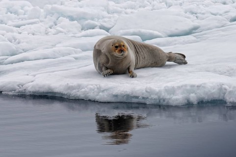 Bearded Seal