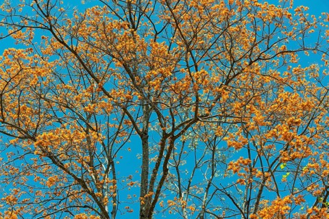 Flowering coral tree