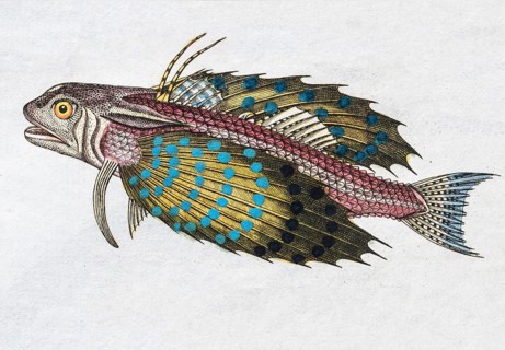 Flying gurnard