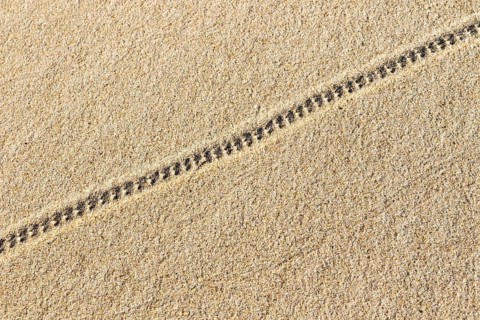Animal tracks in the sand