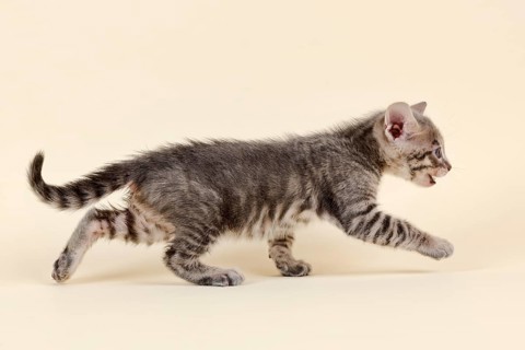 Toyger