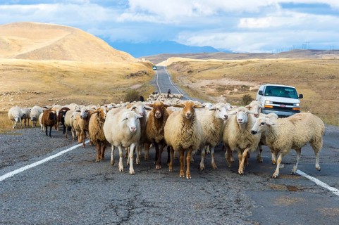 Shephard conducting a group of sheep down a road