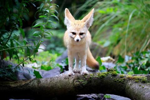 Fennec
