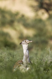 Kori Bustard