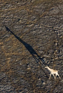Southern Giraffe