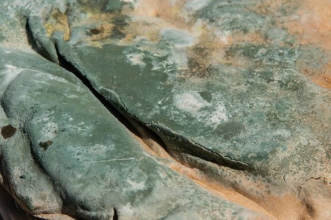 Moldy bread