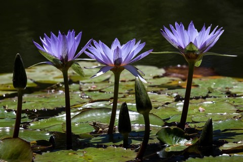 Cape blue water lilies