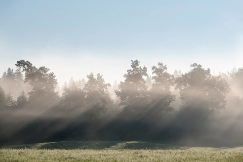 Sunbeams shine through trees in the morning mist