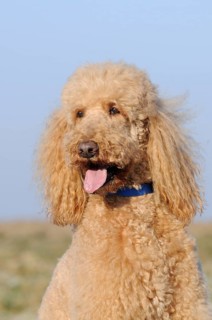 Large poodle