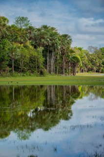 River landscape with palm trees at the Rio Negro