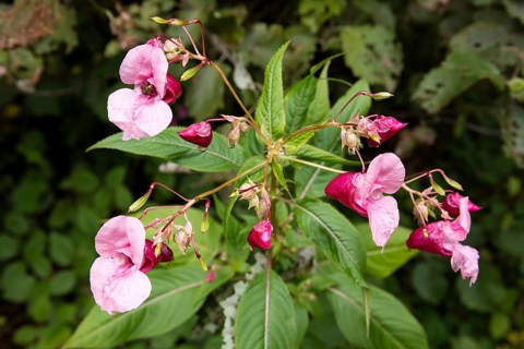 Himalayan balsam