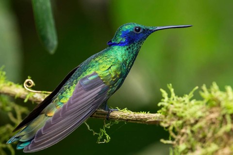Sparkling violetear