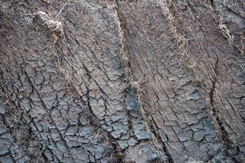 Cross section of an engraved peat