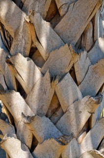 Palm trunk