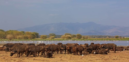 African buffalo