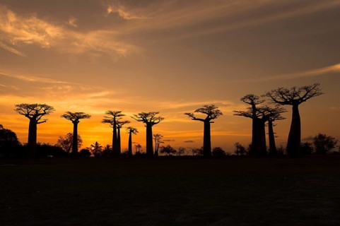 Fony baobab