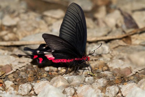 Common Rose