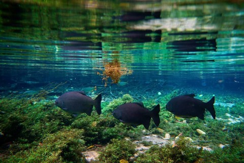 Pacu