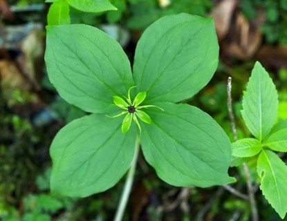 Herb Paris