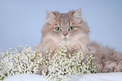 Persian