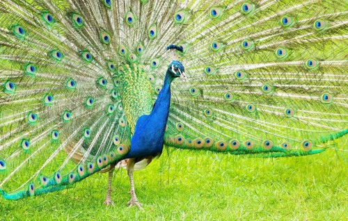 Blue Peafowl