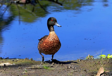 Chestnut-breasted teal