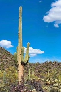 Saguaro