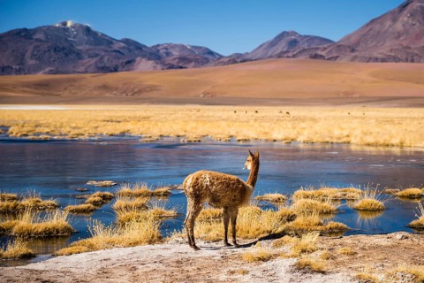 Vicuna