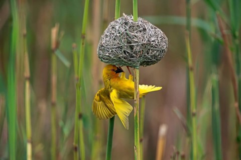 Eastern Golden Weaver