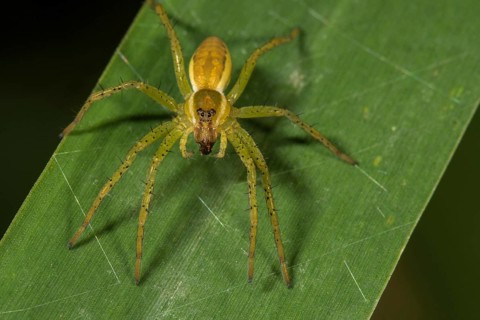 Raft spider