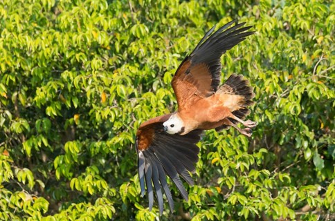 Black-collared Hawk