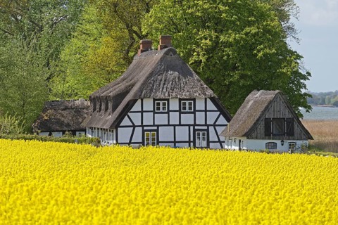 Half-timbered house with thatched roofs next to rape field