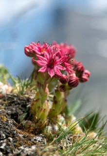 Cobweb houseleek