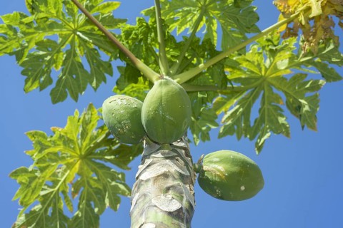 Fruits Papayas